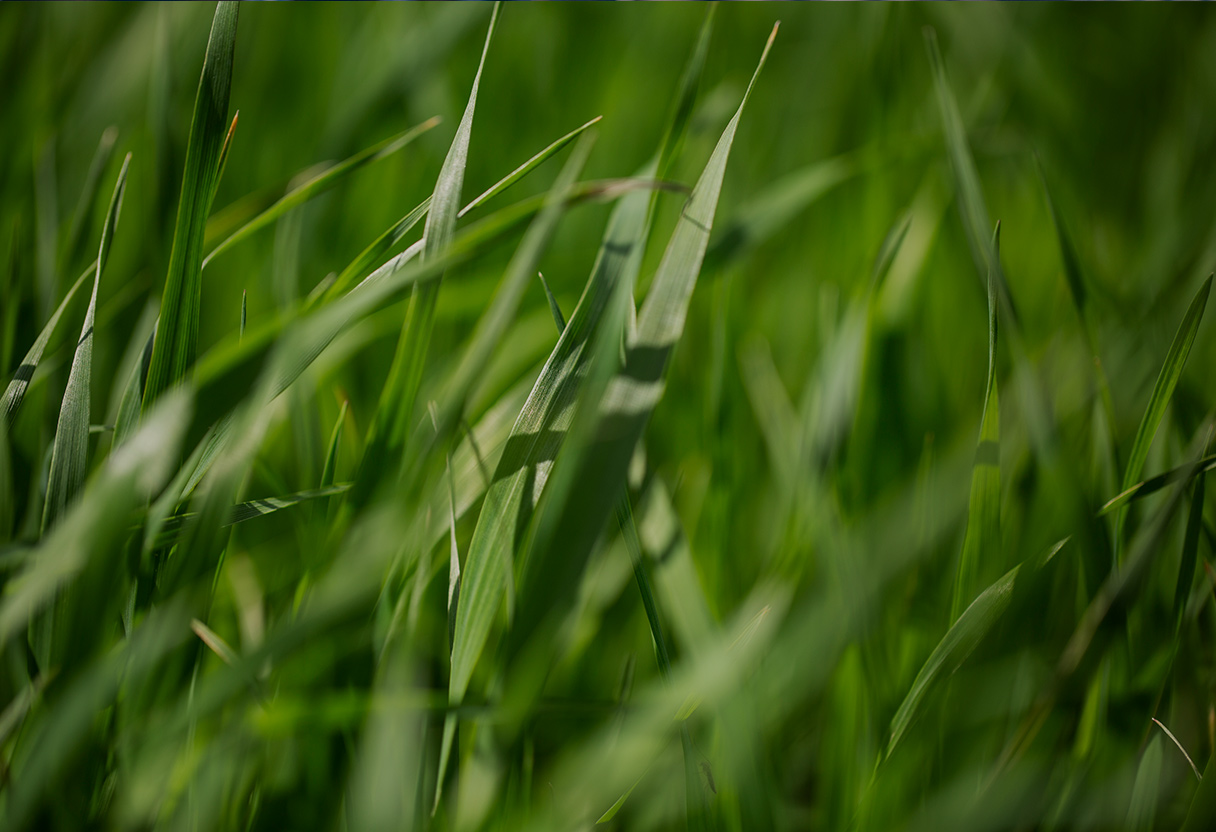 Inovar na agro-pecuária para um futuro mais sustentável
