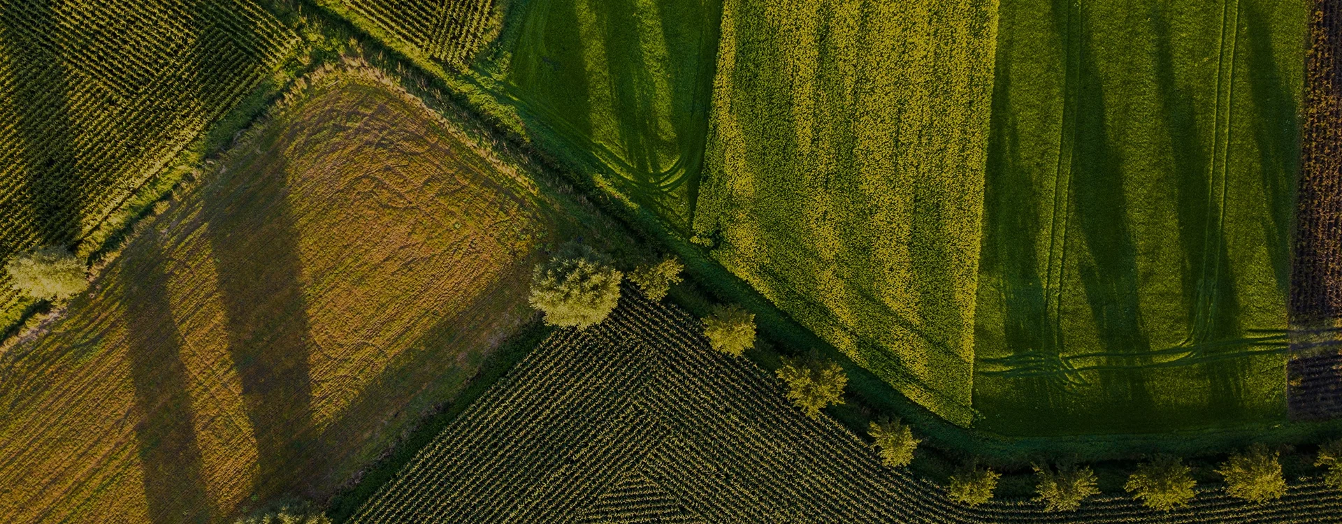 Inovar na agro-pecuária para um futuro mais sustentável